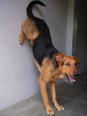  Hund rueckwaerts an Wand