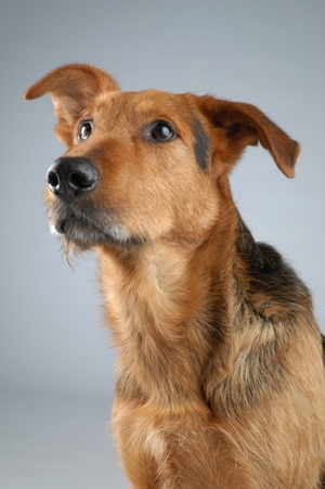 nach oben schauender Hund