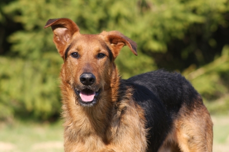 stehender Hund sieht Dich an