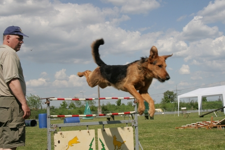 Hund springt &uuml;ber eine H&uuml;rde