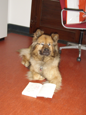 Hund liest Buch