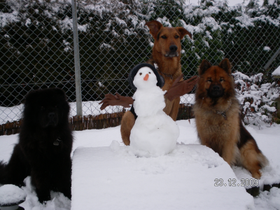 3 Hunde mit Schneemann